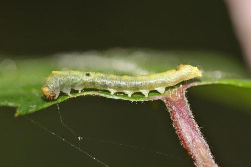 Réf. 229 496 : Thyatira batis